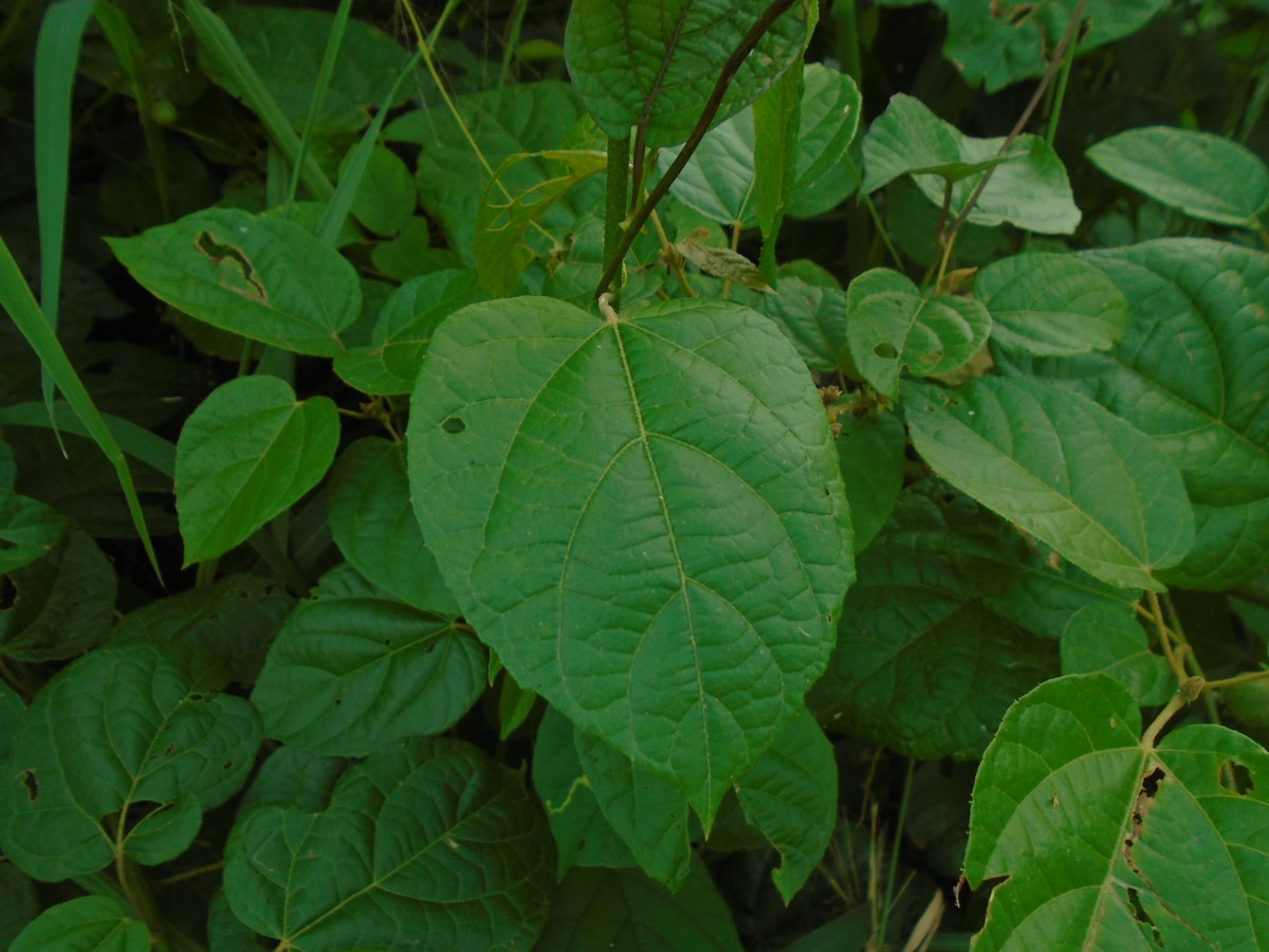 Croton caudatus Geiseler